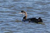 Common Loon